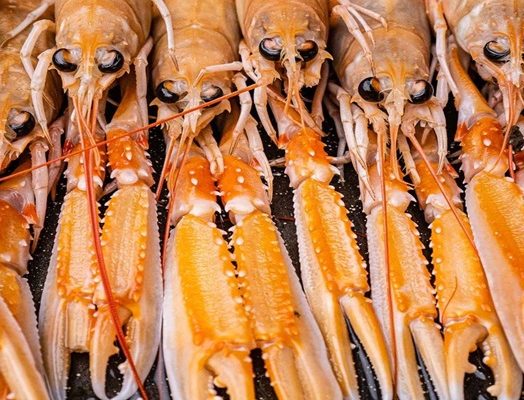 Fresh Lobster