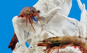 Seafood Dish